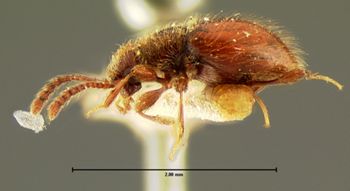 Media type: image;   Entomology 6220 Aspect: habitus lateral view